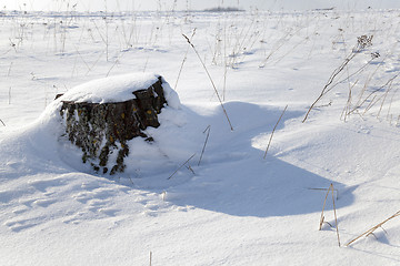Image showing stump under snow 