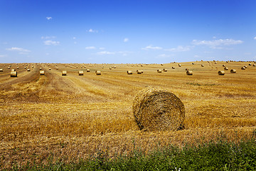 Image showing straw stack . harvesting
