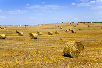 Image showing straw stack . harvesting