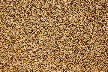 Image showing wheat grains .  harvesting