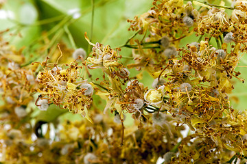 Image showing linden blossoms dry  