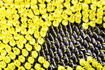 Image showing sunflower close up