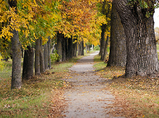 Image showing footpath in the city park 