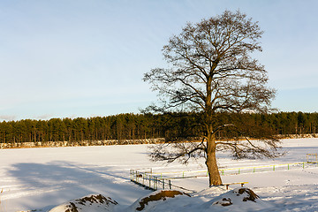 Image showing   tree by the lake in winter