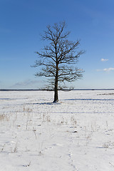 Image showing lonely tree.  winter  