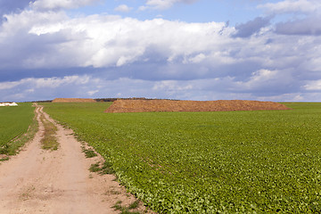 Image showing stack of straw .  field  