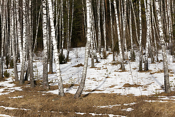 Image showing birch grove in winter  