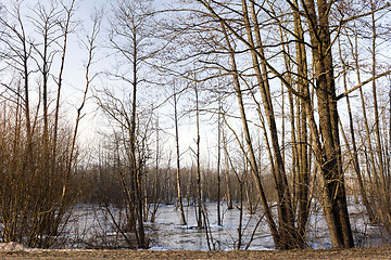 Image showing trees  in the winter  