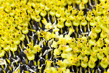 Image showing sunflower close up 