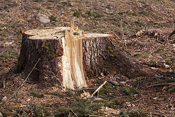 Image showing srubleenny trees.  stubs