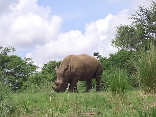 Image showing Rhinoceros