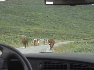 Image showing Cows on a montain road