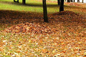 Image showing fallen leaves. City Park.