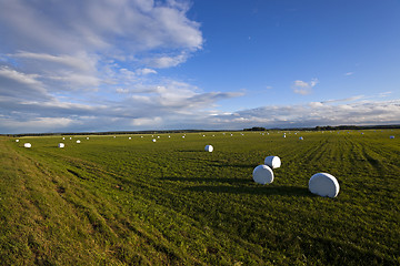 Image showing packed grass   for feeding 