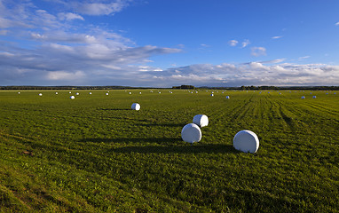 Image showing packed grass   for feeding 