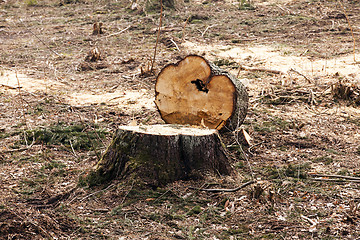 Image showing srubleenny trees.  stubs