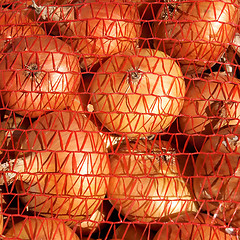 Image showing Onions in orange mesh