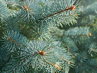 Image showing Blue spruce branches close-up