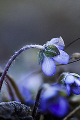 Image showing blue anemone