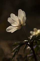 Image showing anemone nemorosa