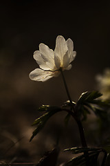 Image showing wood anemone