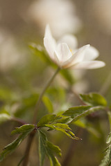 Image showing wood anemone