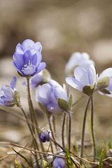 Image showing blue anemones