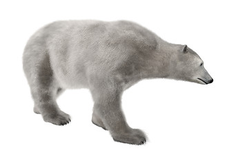 Image showing Polar Bear on White