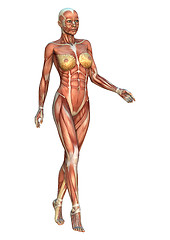 Image showing Female Anatomy Figure on White