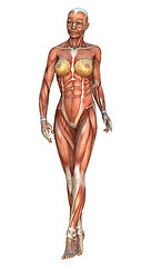 Image showing  Female Anatomy Figure on White 