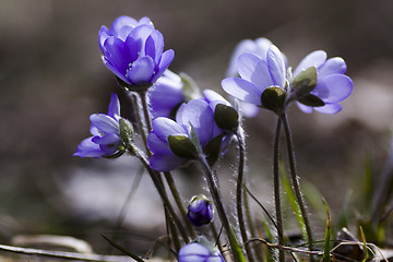 Image showing hepatica nobilis