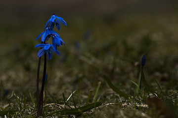 Image showing scilla