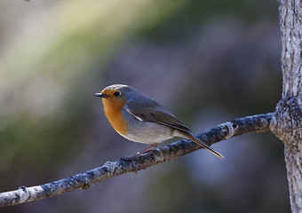 Image showing erithacus rubecula