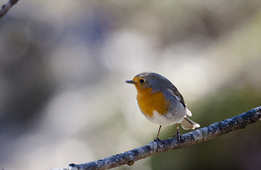 Image showing red robin