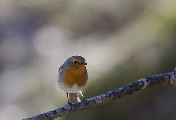 Image showing robin