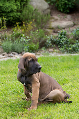 Image showing young puppy of Fila Brasileiro (Brazilian Mastiff)