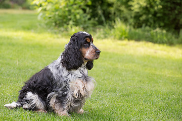 Image showing outdoor portrait of english cocker spaniel