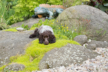 Image showing outdoor portrait of english cocker spaniel