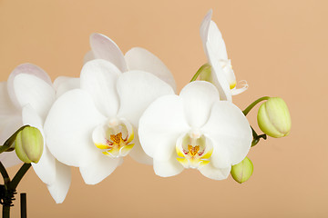 Image showing romantic branch of white orchid