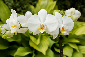 Image showing romantic white orchid