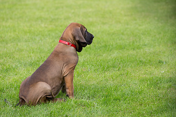 Image showing young puppy of Fila Brasileiro (Brazilian Mastiff)
