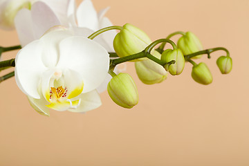 Image showing romantic branch of white orchid