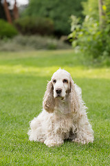 Image showing outdoor portrait of english cocker spaniel