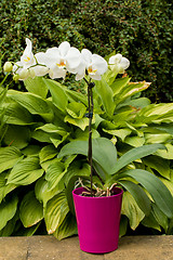 Image showing romantic white orchid