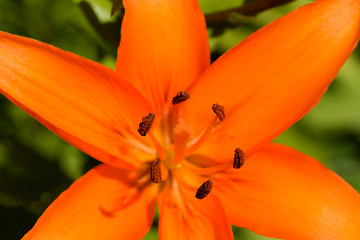 Image showing Detail of flowering orange lily