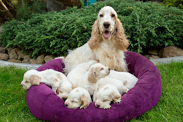 Image showing family of lying English Cocker Spaniel puppy