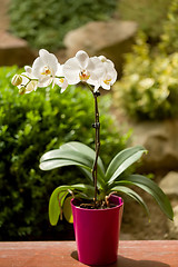 Image showing romantic white orchid