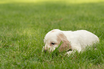 Image showing Looking English Cocker Spaniel puppy