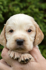 Image showing Looking English Cocker Spaniel puppy