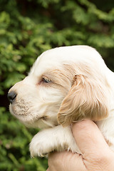 Image showing Looking English Cocker Spaniel puppy